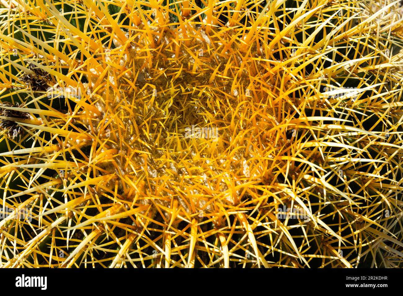 Fleur jaune vif sur un cactus au soleil, Scottsdale, Arizona, Etats-Unis Banque D'Images