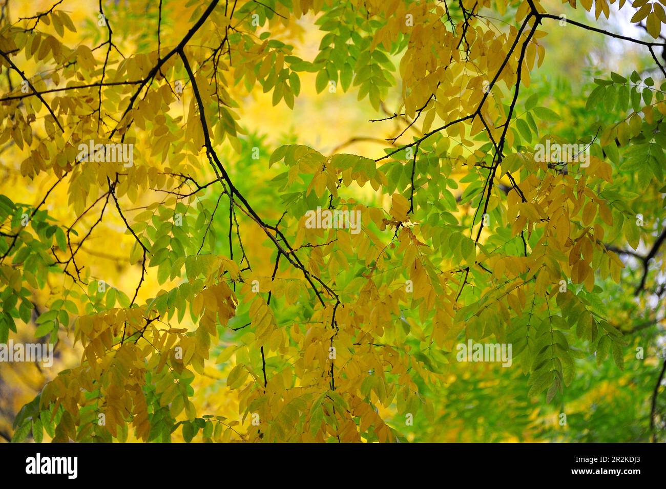 Arbre avec des branches et des feuilles d'automne colorées dans un parc, Oldenburg, Basse-Saxe, Allemagne Banque D'Images
