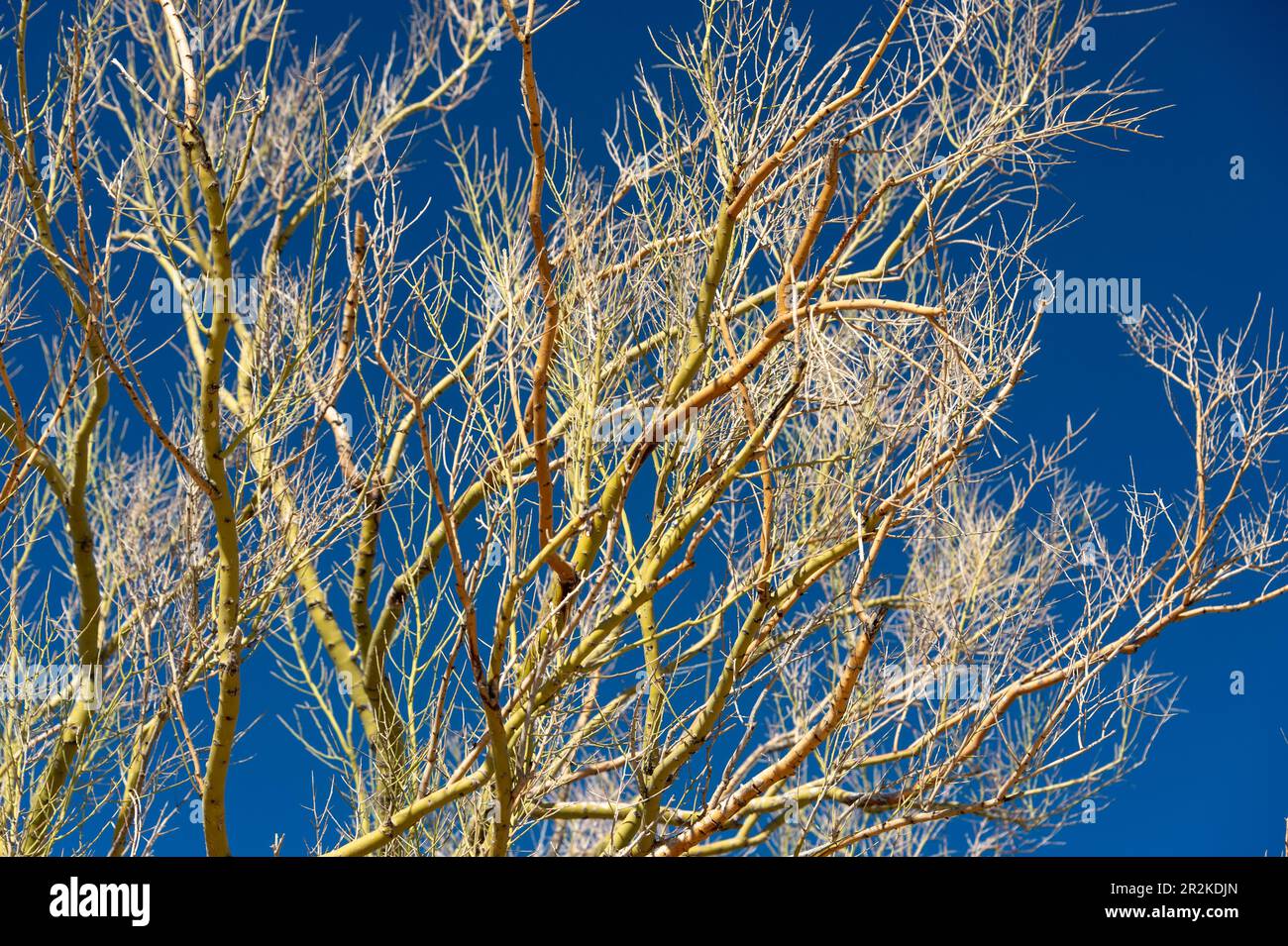 Arbre lumineux dans la lumière du soleil contre un ciel bleu, Scottsdale, Arizona, Etats-Unis Banque D'Images