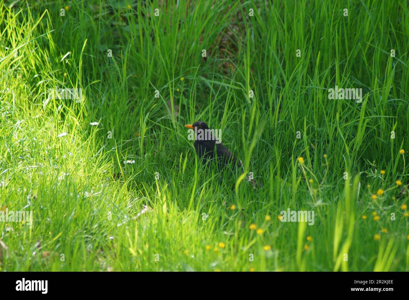 Homme blackbird dans la haute herbe Banque D'Images