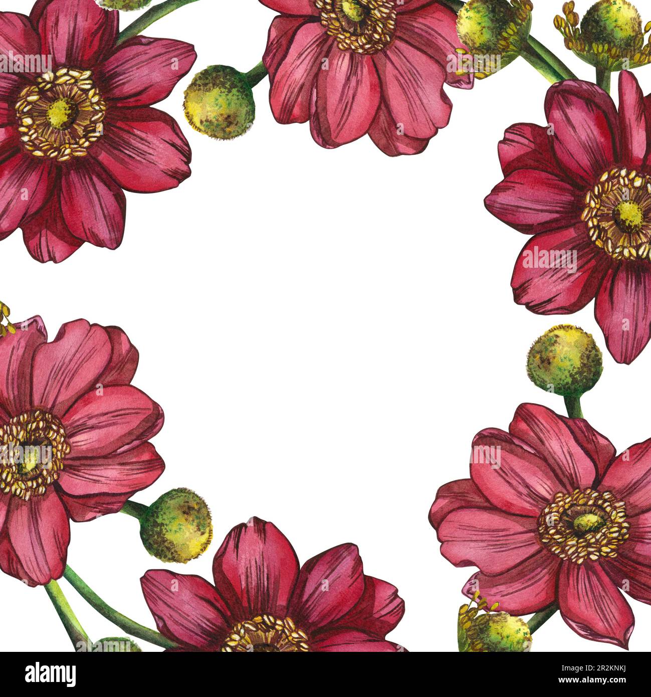 Un cadre de fleurs d'anémone rose. Illustration aquarelle surlignée sur fond blanc. Convient pour faire des cartes postales, des invitations, des vacances Banque D'Images