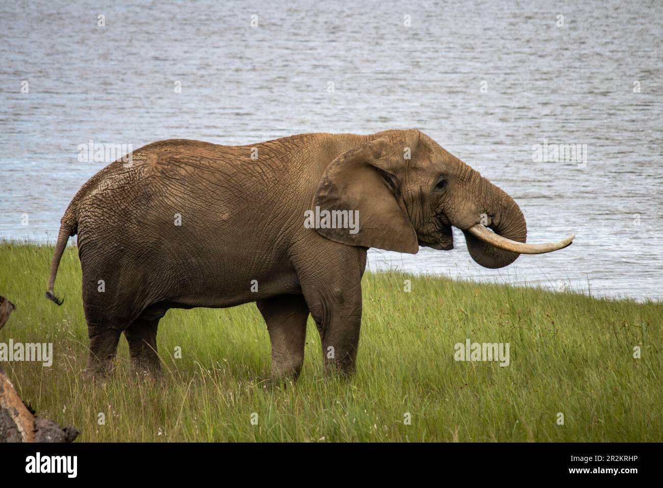 L'éléphan africain se promette à côté du lac dans le parc national de l'imire, au Zimbabwe Banque D'Images