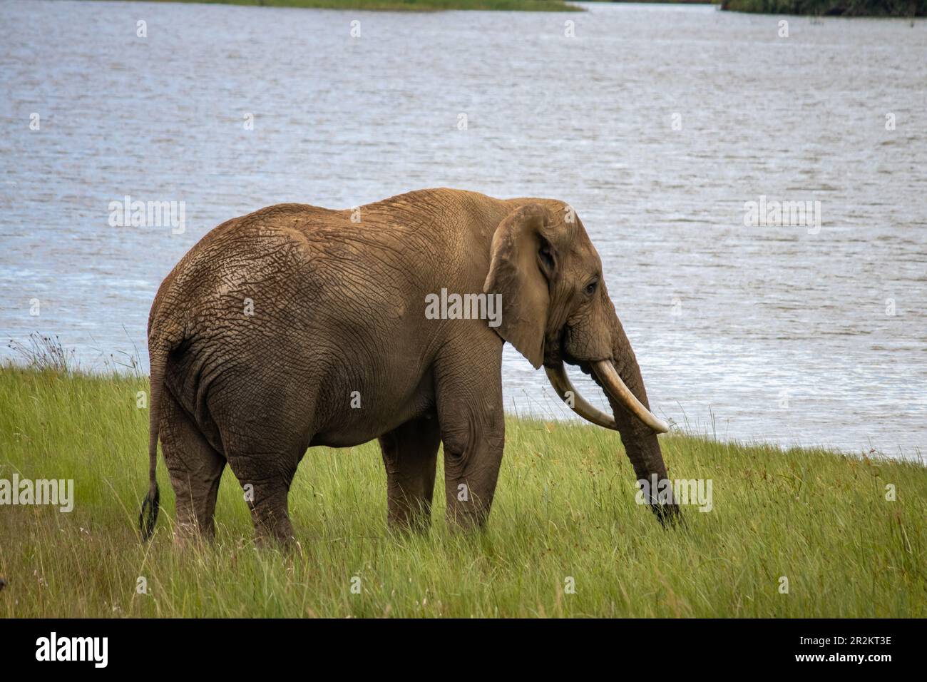 L'éléphan africain se promette à côté du lac dans le parc national de l'imire, au Zimbabwe Banque D'Images