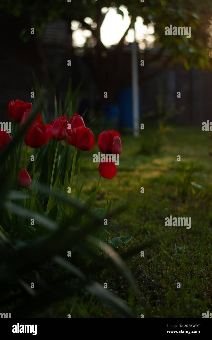 Vue sur les tulipes rouges dans le jardin en plein soleil le matin Banque D'Images