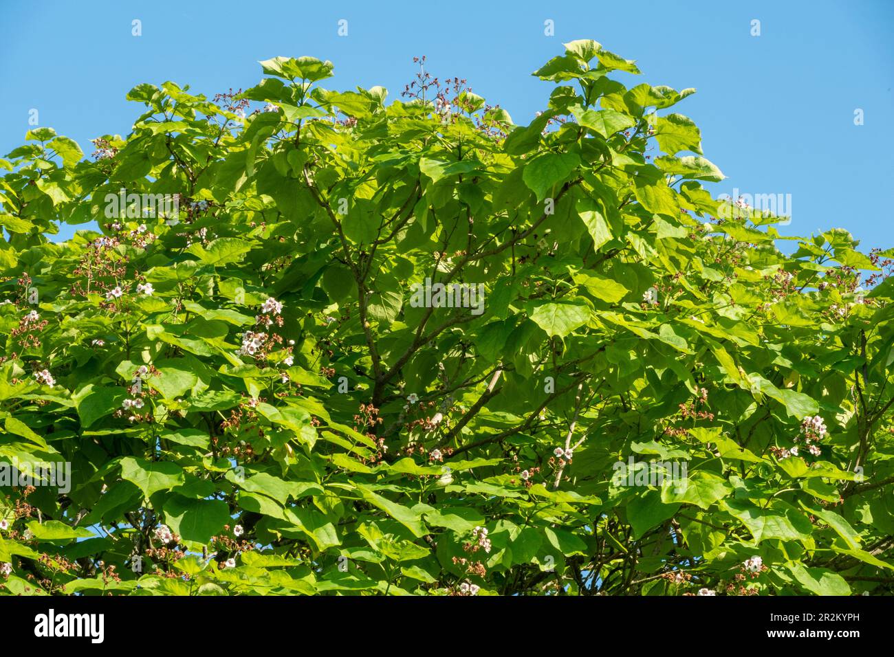 La couronne d'un arbre de Catalpa en feuille de vert vif contre un ciel bleu clair Banque D'Images