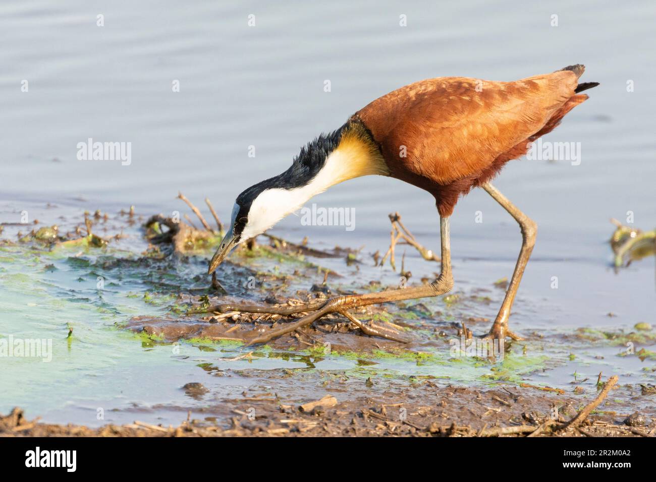 Jacana à poitrine dorée Actophilornis africanus (Afrique) Banque D'Images