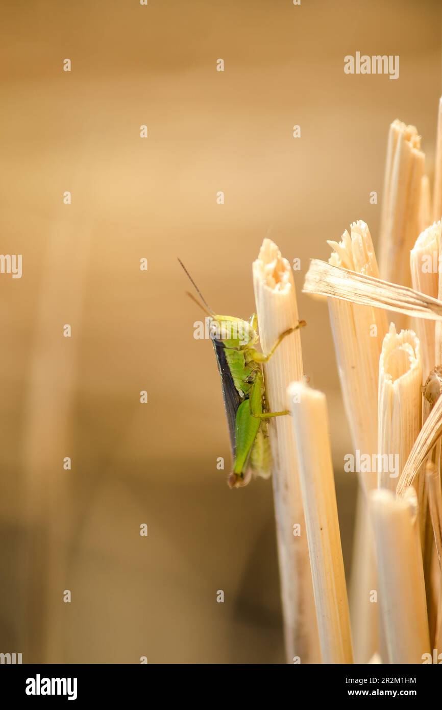 Petits sauterelles sur la plante de riz dans la nature Banque D'Images