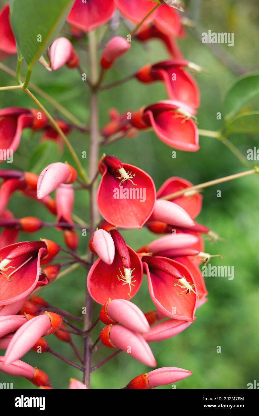 belles fleurs roses printanières entourées d'une végétation luxuriante Banque D'Images