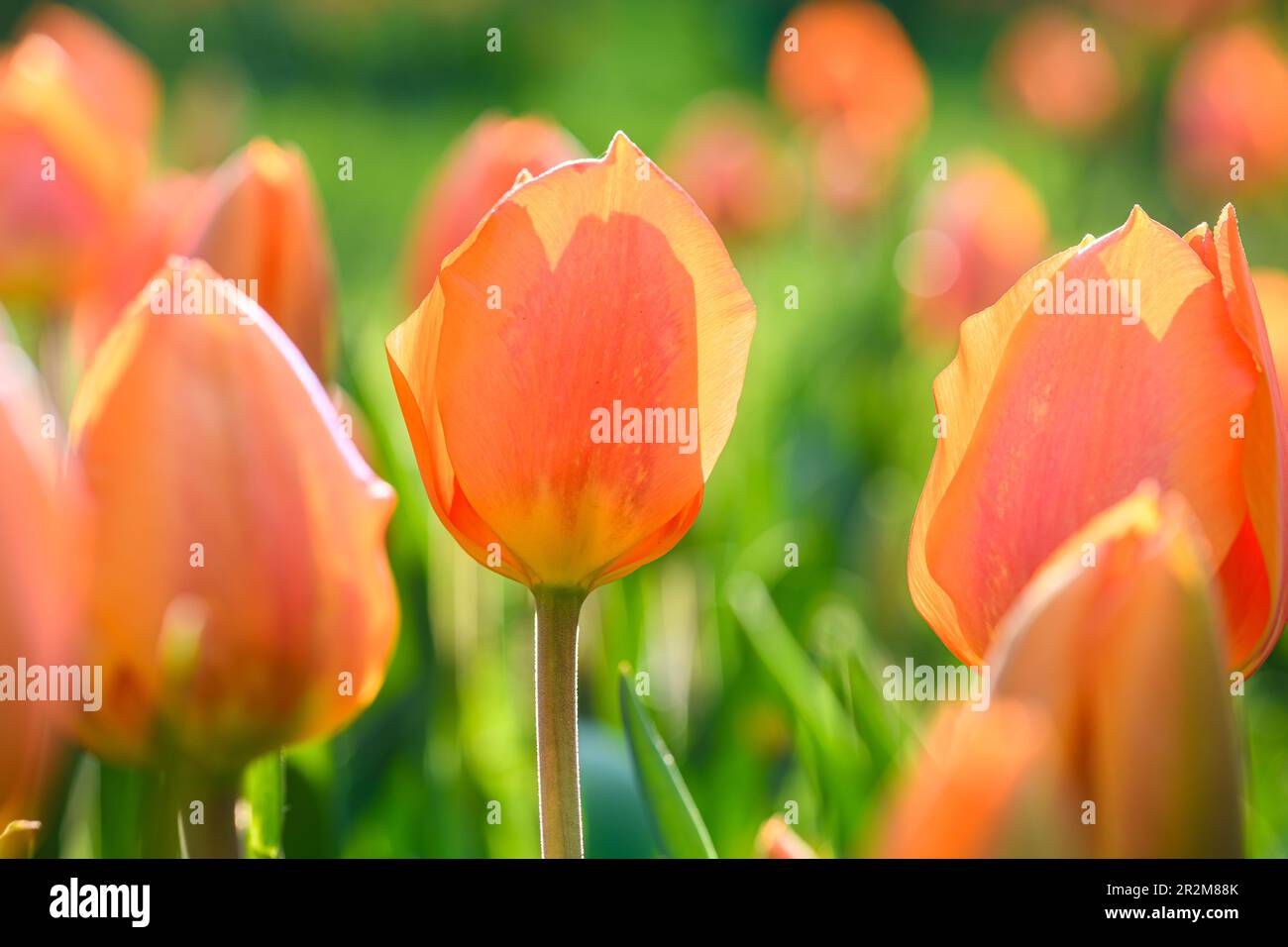 Parterre à fleurs avec tulipes roses en fleur dans le parc. Banque D'Images