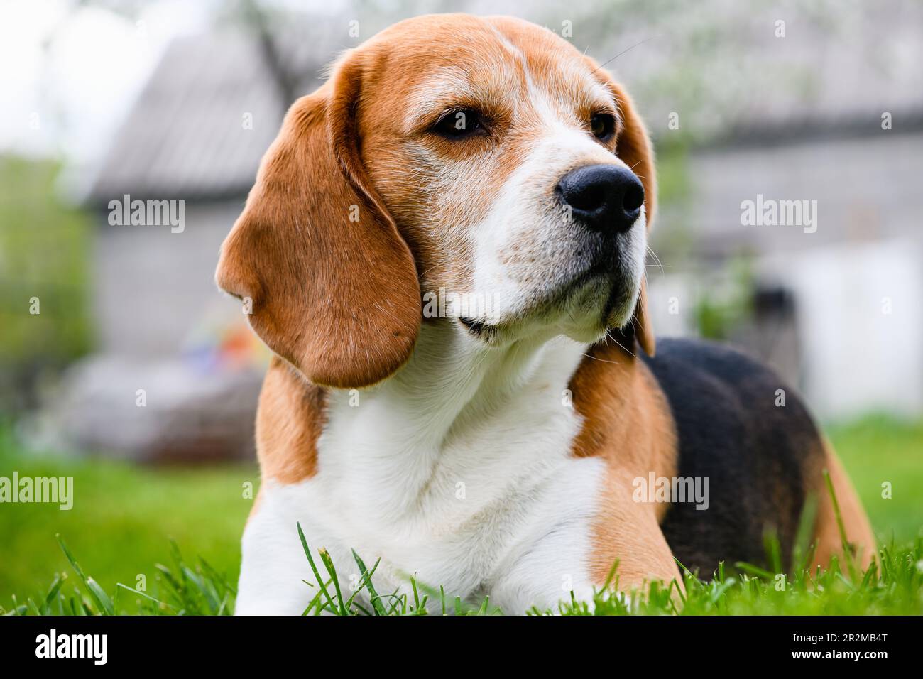 Chien de beagle adulte sur l'herbe verte dans l'arrière-cour Banque D'Images