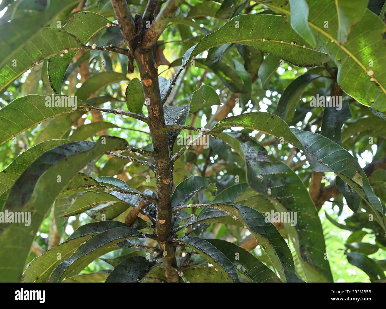 Vue d'une branche de Mango avec le groupe d'insectes de l'échelle vivant sur la tige et les feuilles Banque D'Images