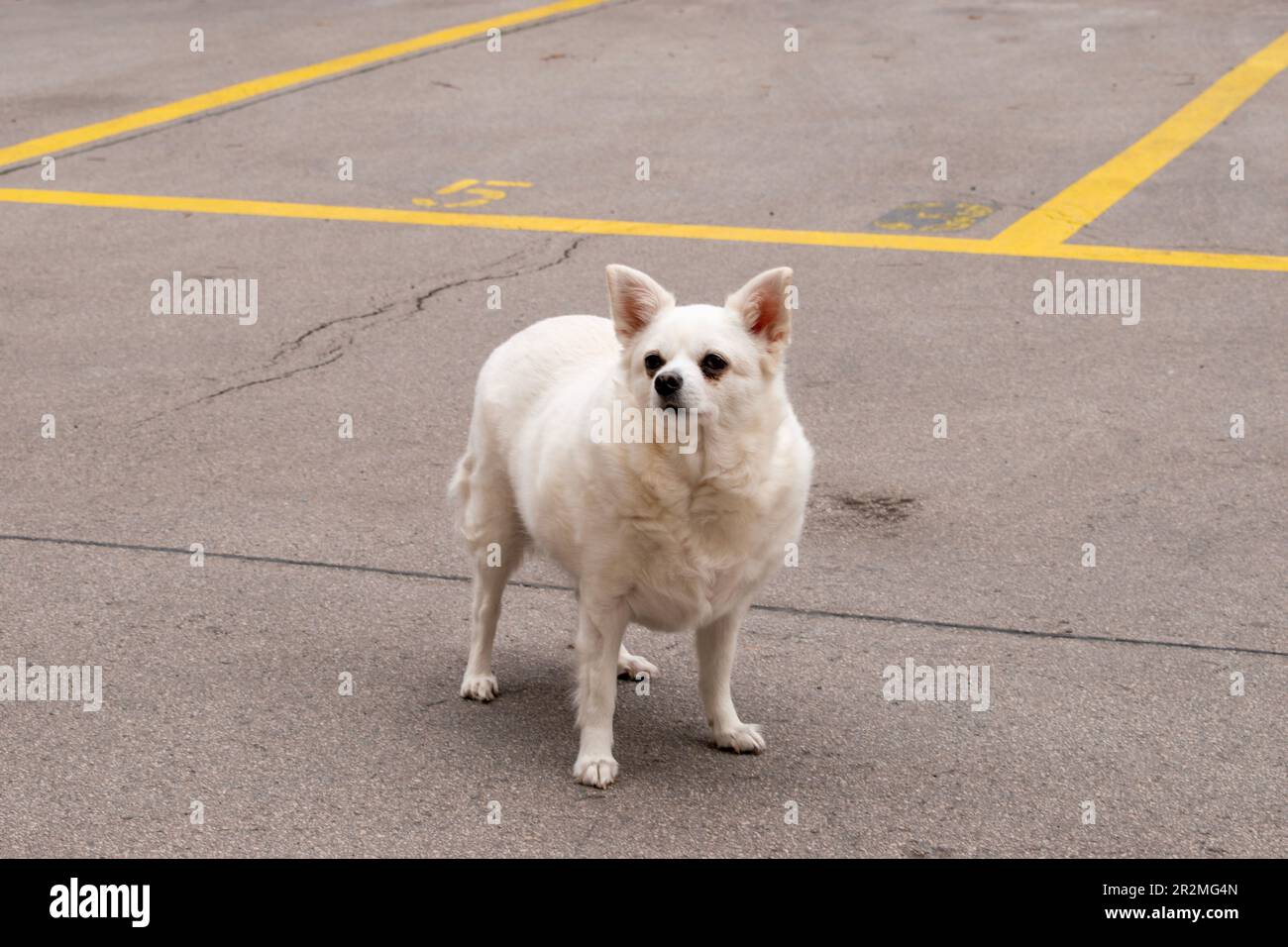 chien esquimau américain, chien de race, animaux de compagnie urbains dans la rue de la ville de vienne Banque D'Images