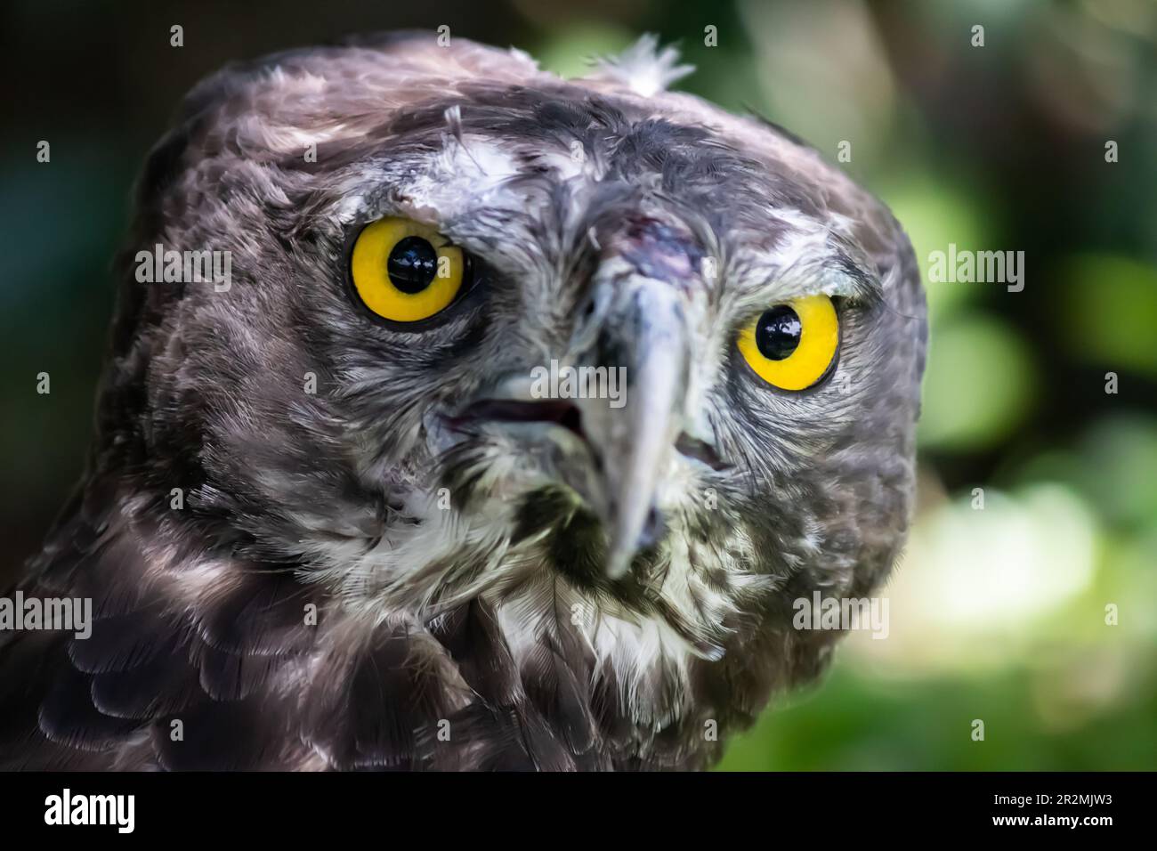 Le faucon à queue rouge est un grand oiseau de proie trouvé en Amérique du Nord. Il a une queue brun rougeâtre, de larges ailes et un bec pointu. Connu pour sa chasse. Banque D'Images