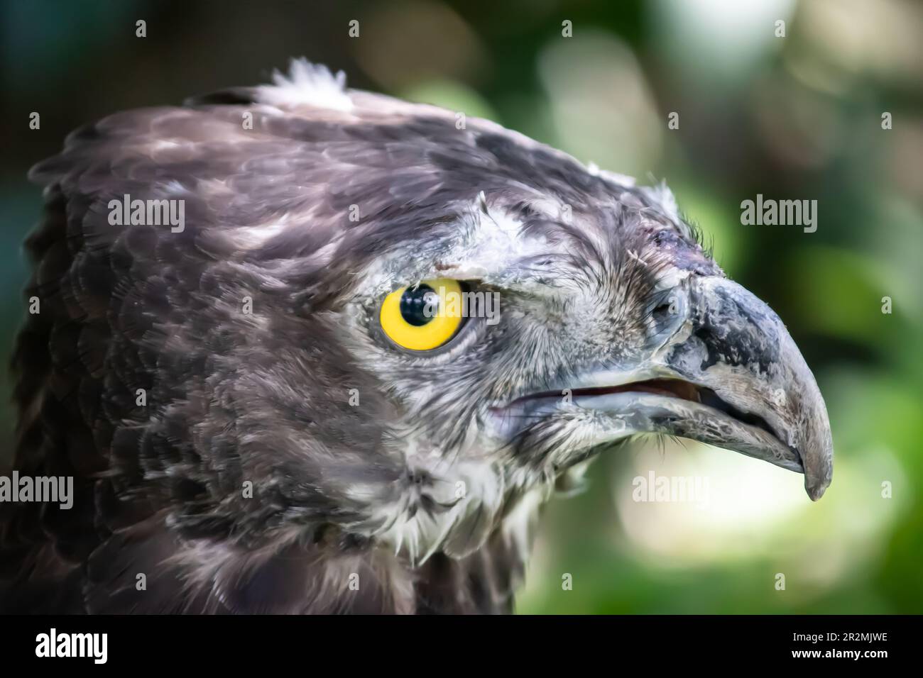 Le faucon à queue rouge est un grand oiseau de proie trouvé en Amérique du Nord. Il a une queue brun rougeâtre, de larges ailes et un bec pointu. Connu pour sa chasse. Banque D'Images