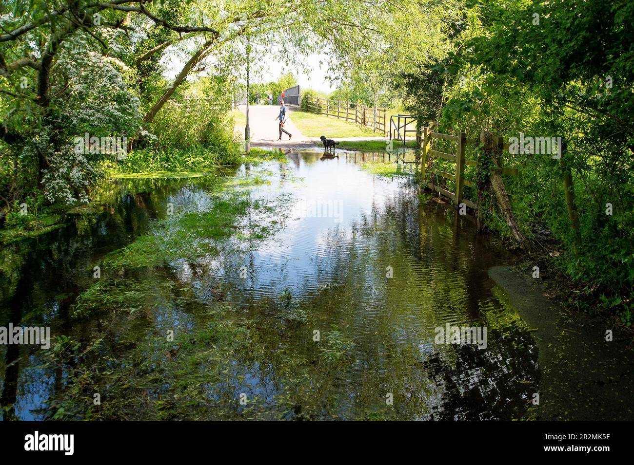 Eton Wick, Windsor, Royaume-Uni. 20th mai 23. Le ruisseau Roundmoor Ditch d'Eton Wick déborde encore, laissant l'accès pour les marcheurs sur le sentier de la rivière Jubilee depuis Eton Wick accessible seulement sur un vélo ou portant des bottes wellington. Le pont à proximité de l'autre côté de la rivière Jubilee est utilisé régulièrement par les habitants qui se rendent à Asda à Cippenham pour faire leurs courses de nourriture. Roundmoor Ditch a déjà débordé lorsque Thames Water aurait pompé l'excès d'eau dans le ruisseau depuis les travaux de traitement des eaux usées de Thames à proximité. Crédit : Maureen McLean/Alay Live News Banque D'Images