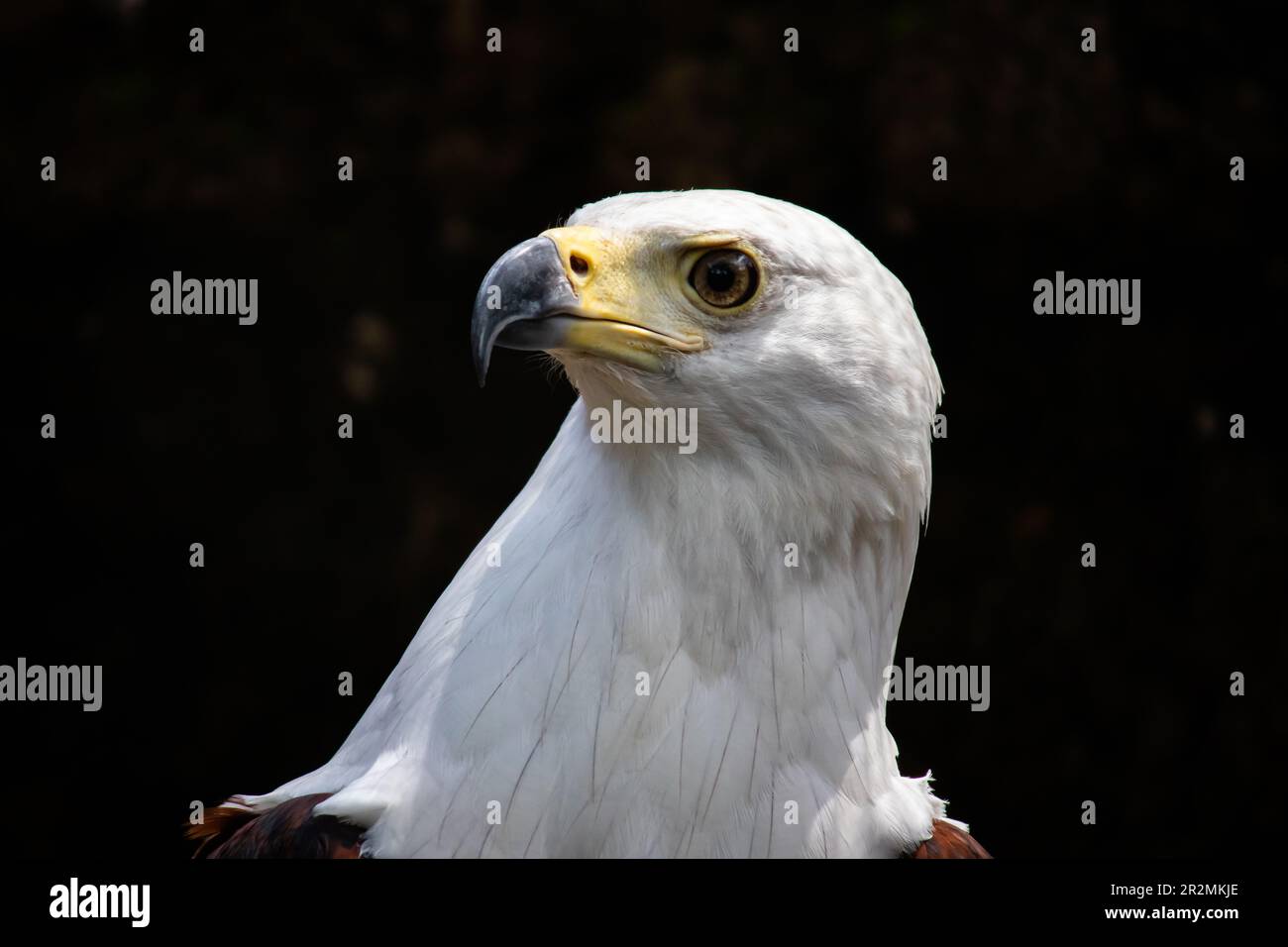 L'aigle de poisson africain, en latin: Haliaeetus chavifer, ayant rompu entre la chasse ou l'aigle de mer africain, c'est l'oiseau national du Malawi, de la Namibie, de ZIM Banque D'Images