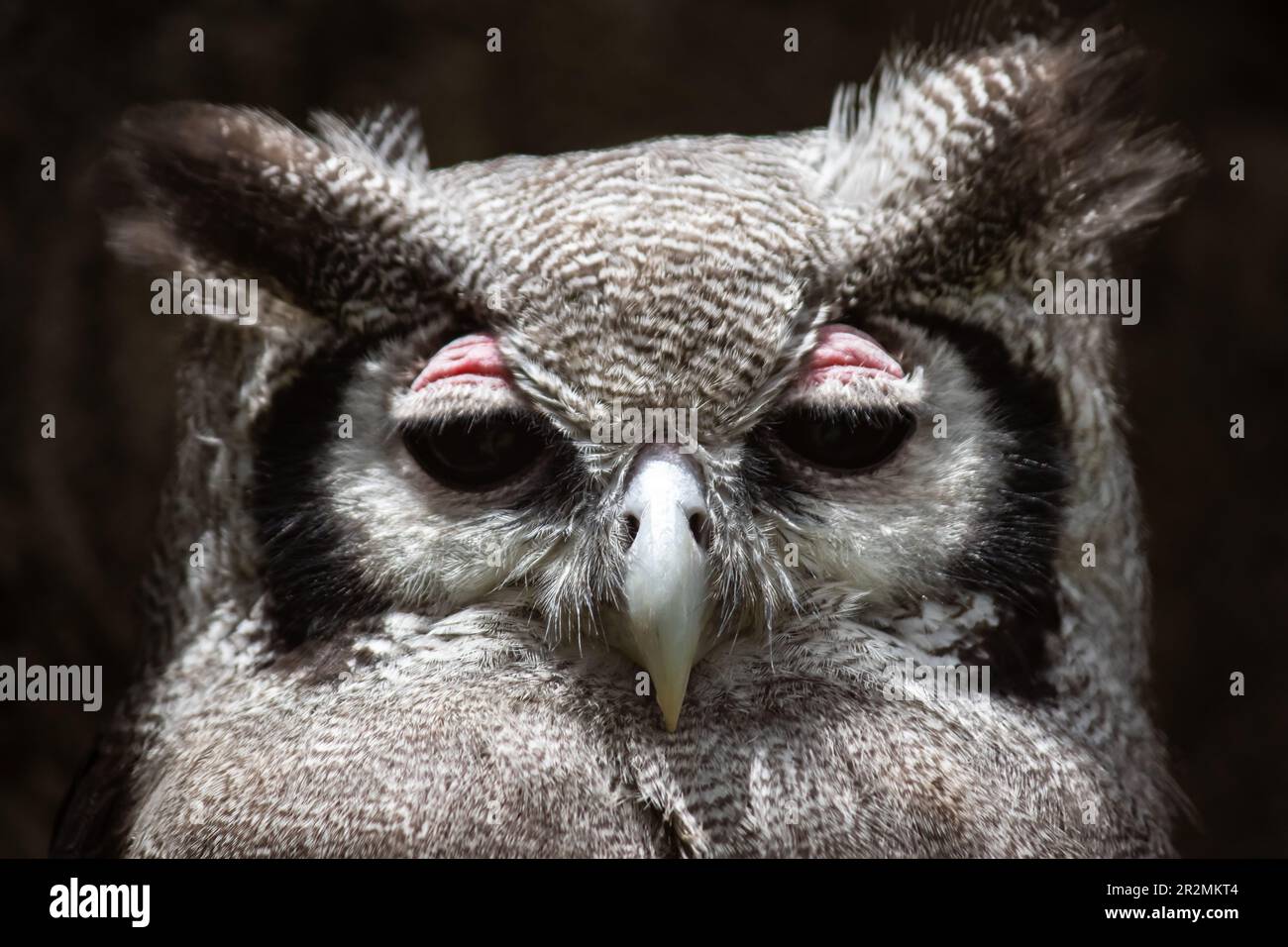 Une chouette d'aigle de Verreaux Bubo lacteus du sanctuaire des oiseaux de proie africains Banque D'Images