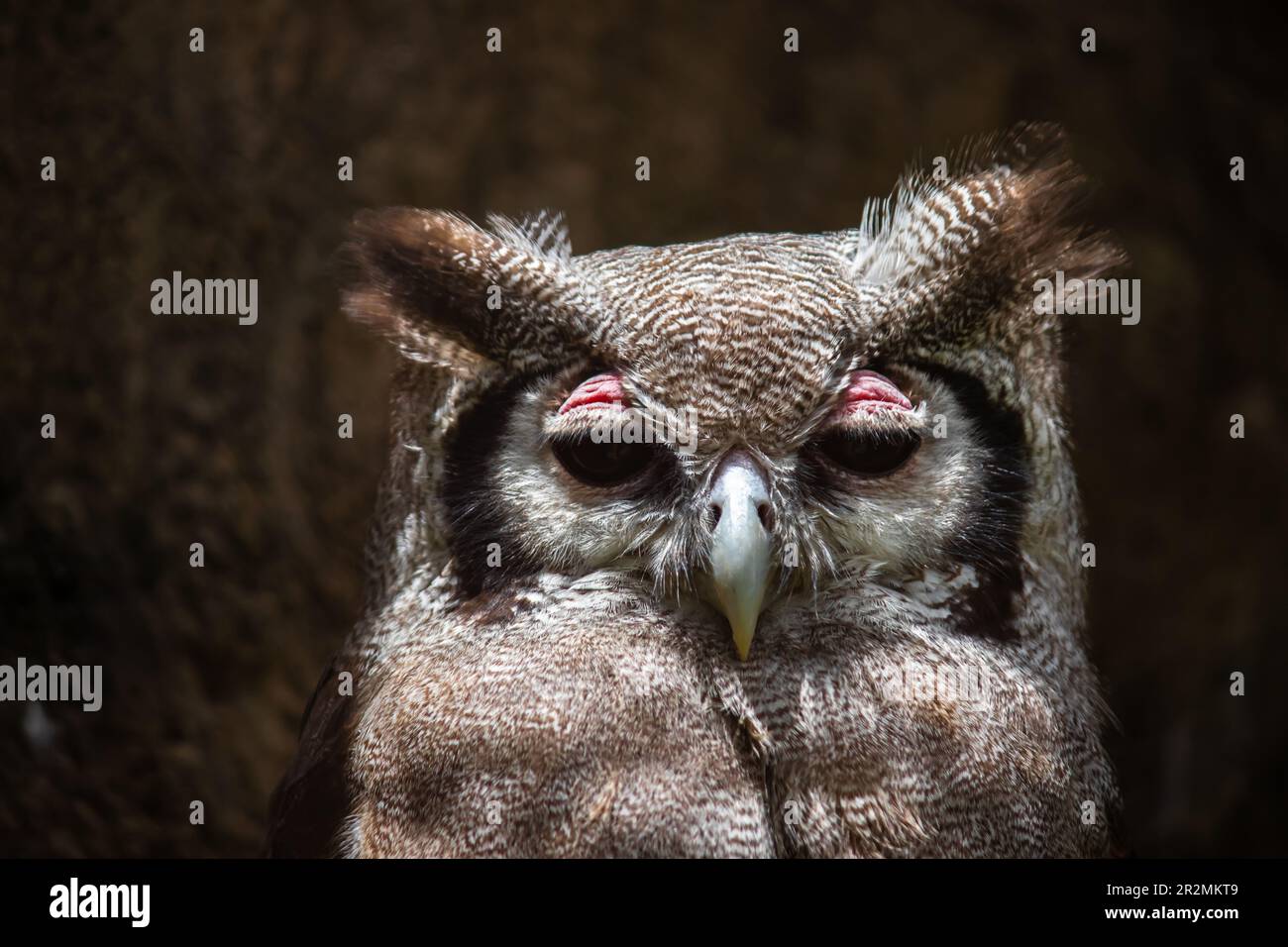Une chouette d'aigle de Verreaux Bubo lacteus du sanctuaire des oiseaux de proie africains Banque D'Images
