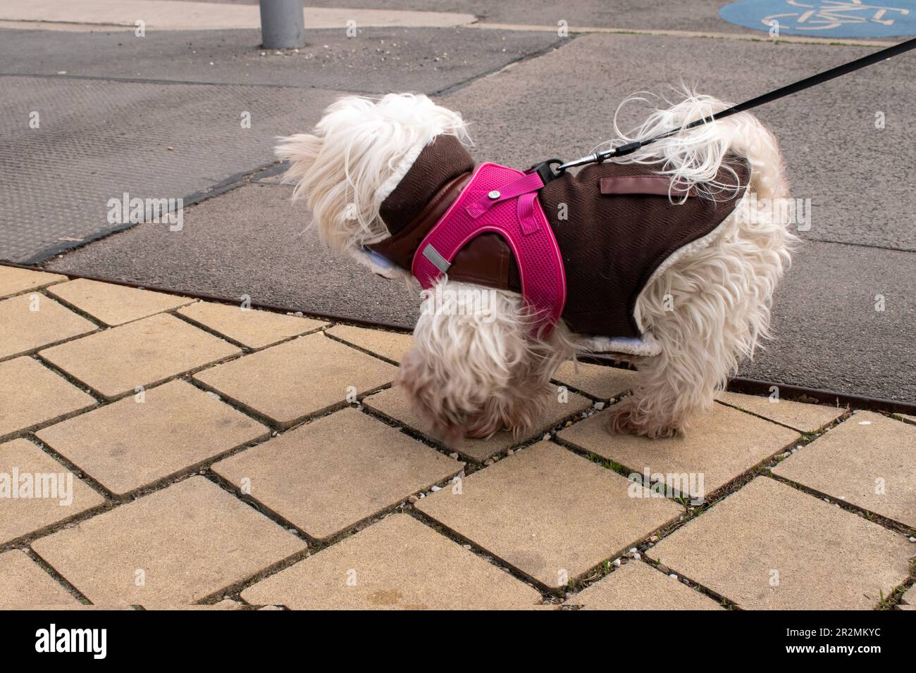 maltais, chien, animaux de compagnie urbains dans la rue de la ville de vienne Banque D'Images