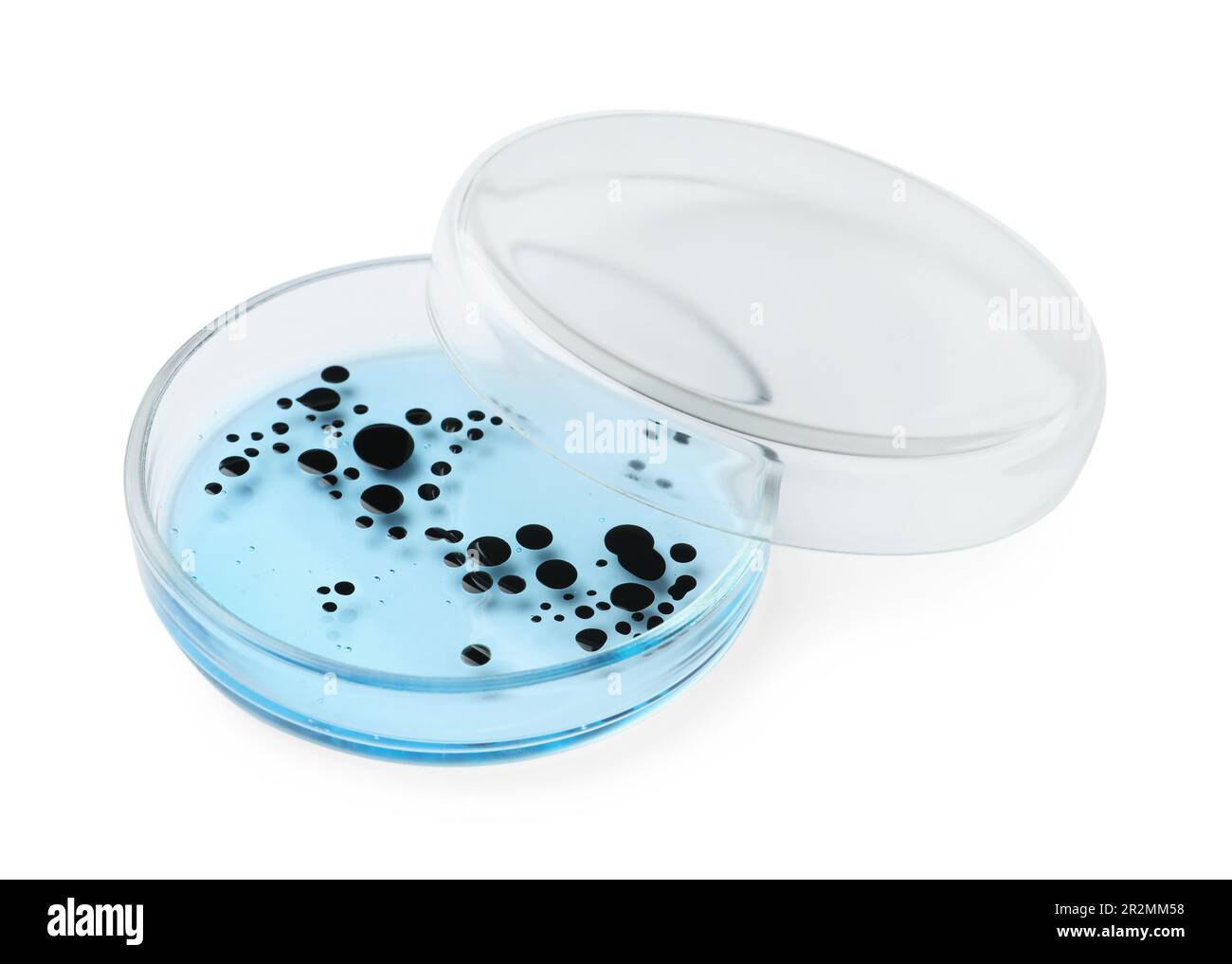 Boîte de Pétri avec bactéries sur fond blanc Banque D'Images