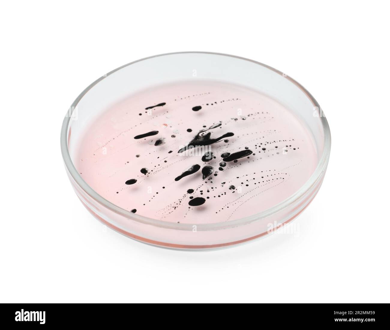 Boîte de Pétri avec bactéries sur fond blanc Banque D'Images