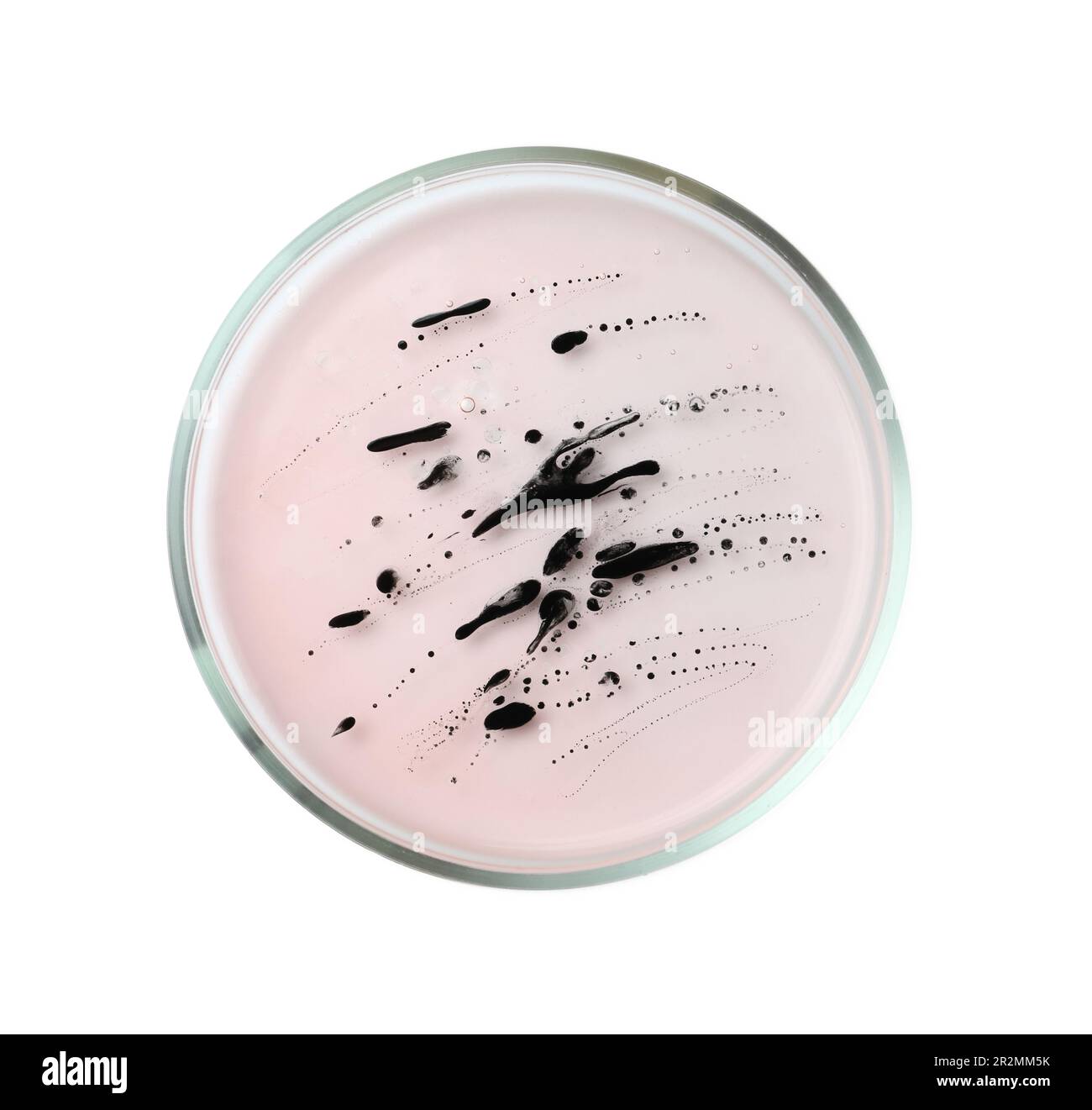 Boîte de Pétri avec bactéries sur fond blanc, vue de dessus Banque D'Images