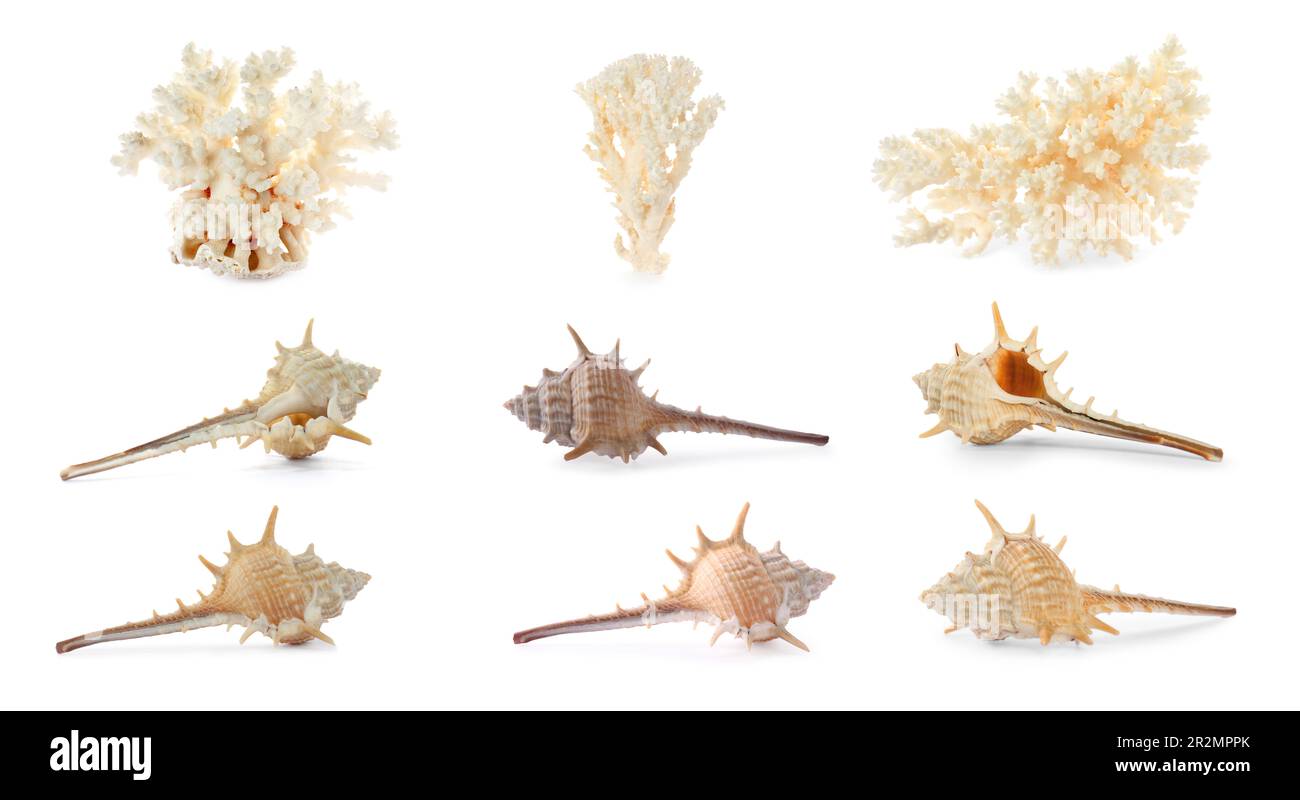 Ensemble de coquillages exotiques et de coraux secs sur fond blanc Banque D'Images