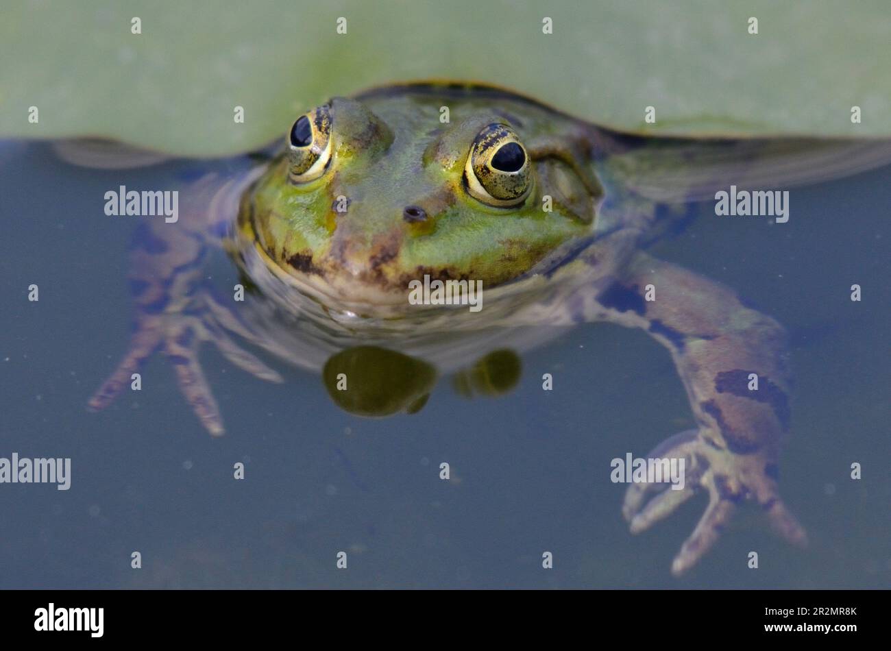 Portrait d'une grenouille comestible dans le jardin botanique de Kassel Banque D'Images