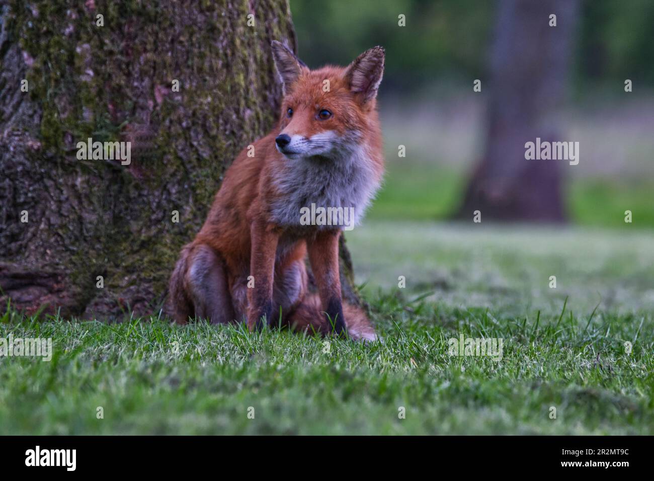 Renard roux Banque D'Images
