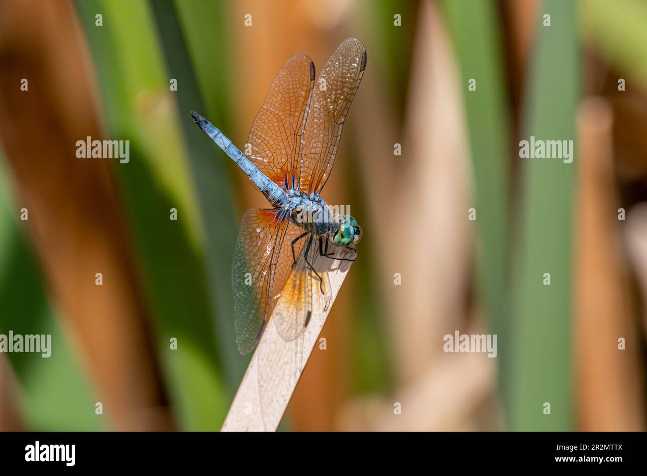 Une belle libellule Blue Dasher (Pachydiplax longipennis) photographiée en train de se prélasser au soleil près d'une zone humide du Colorado. Banque D'Images