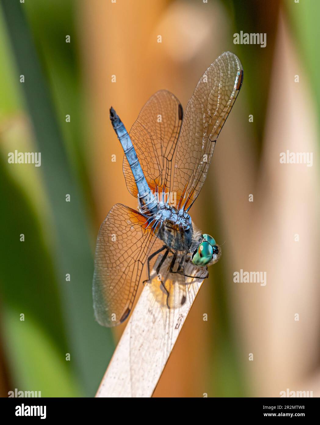 Une belle libellule Blue Dasher (Pachydiplax longipennis) photographiée en train de se prélasser au soleil près d'une zone humide du Colorado. Banque D'Images