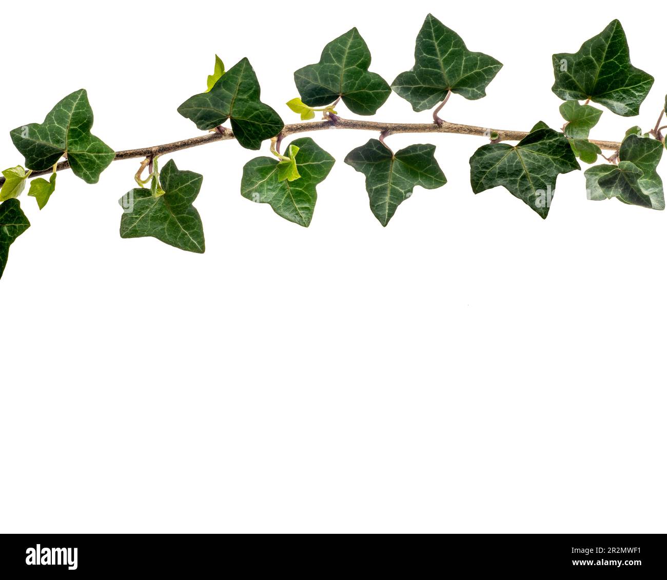 Branche Ivy avec des feuilles vertes comme cadre en haut, isolée sur blanc avec un chemin d'écrêtage inclus, espace de copie Banque D'Images