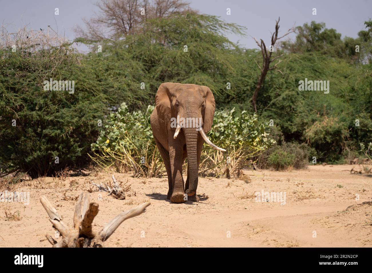 Éléphant de taureau (Loxodonta africana) marchant dans le Bush dans la réserve nationale de Samburu, Kenya, Afrique de l'est Banque D'Images