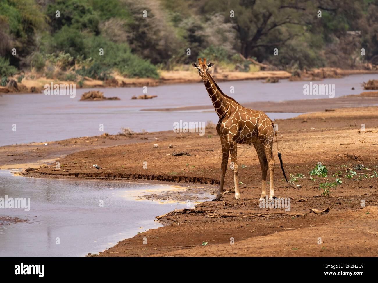 Giraffe réticulée (Giraffa Camelopardalis réticulée) sur la rive de la rivière Ewaso, réserve nationale de Samburu, Kenya, Afrique de l'est Banque D'Images