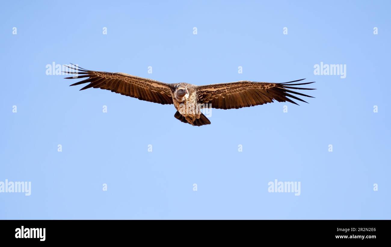 Le Griffon Vulture de Ruppell vole, arpentant le sol en dessous. Réserve nationale de Samburu, Kenya, Afrique de l'est Banque D'Images