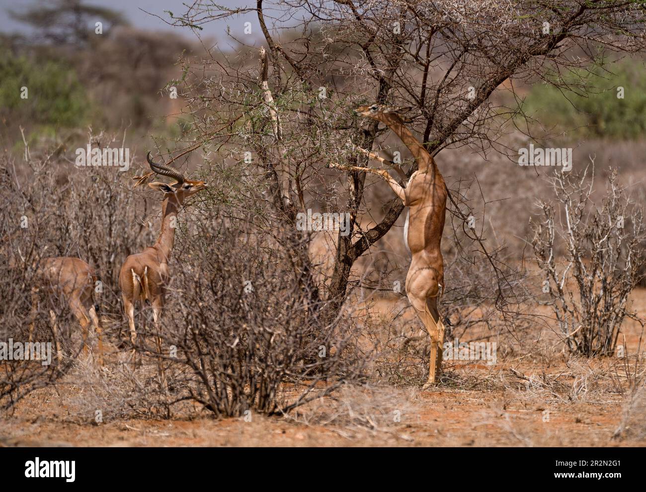 Gerenuk (Litocranius walleri) se nourrissant debout sur une brousse dans la réserve nationale de Samburu, Kenya Banque D'Images