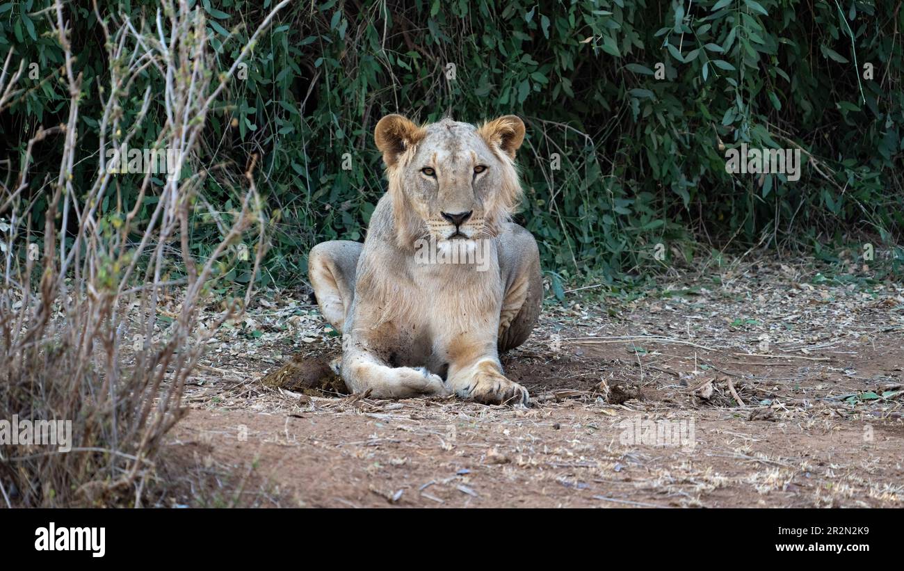 Jeune homme lion regardant l'objectif de l'appareil photo dans la réserve nationale de Samburu, Kenya, Afrique de l'est Banque D'Images