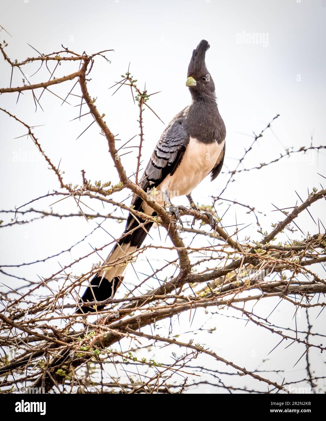 Oiseau à ventre blanc, Crinifonoides leucogaster, perché sur une branche, réserve nationale de Samburu, Kenya, Afrique de l'est Banque D'Images