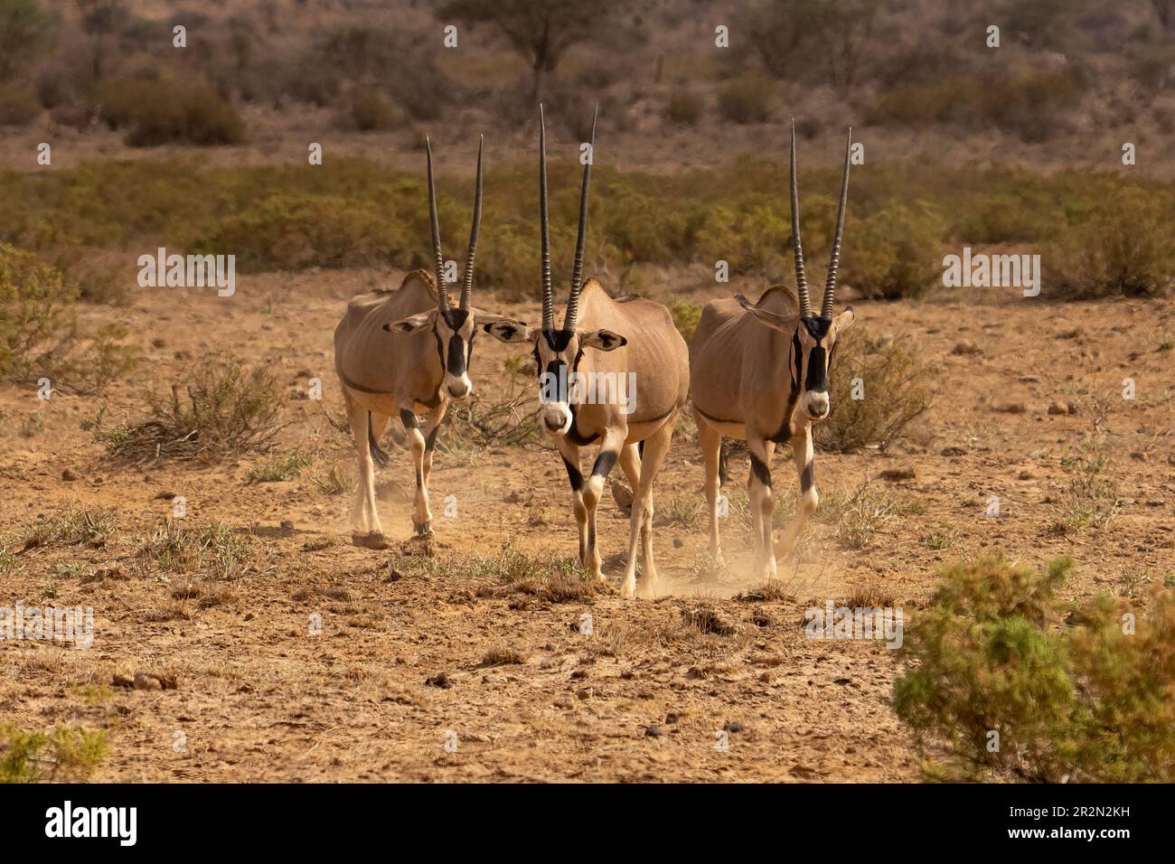 Groupe de trois Oryx dans le désert, réserve nationale de Samburu, Kenya, Afrique de l'est Banque D'Images
