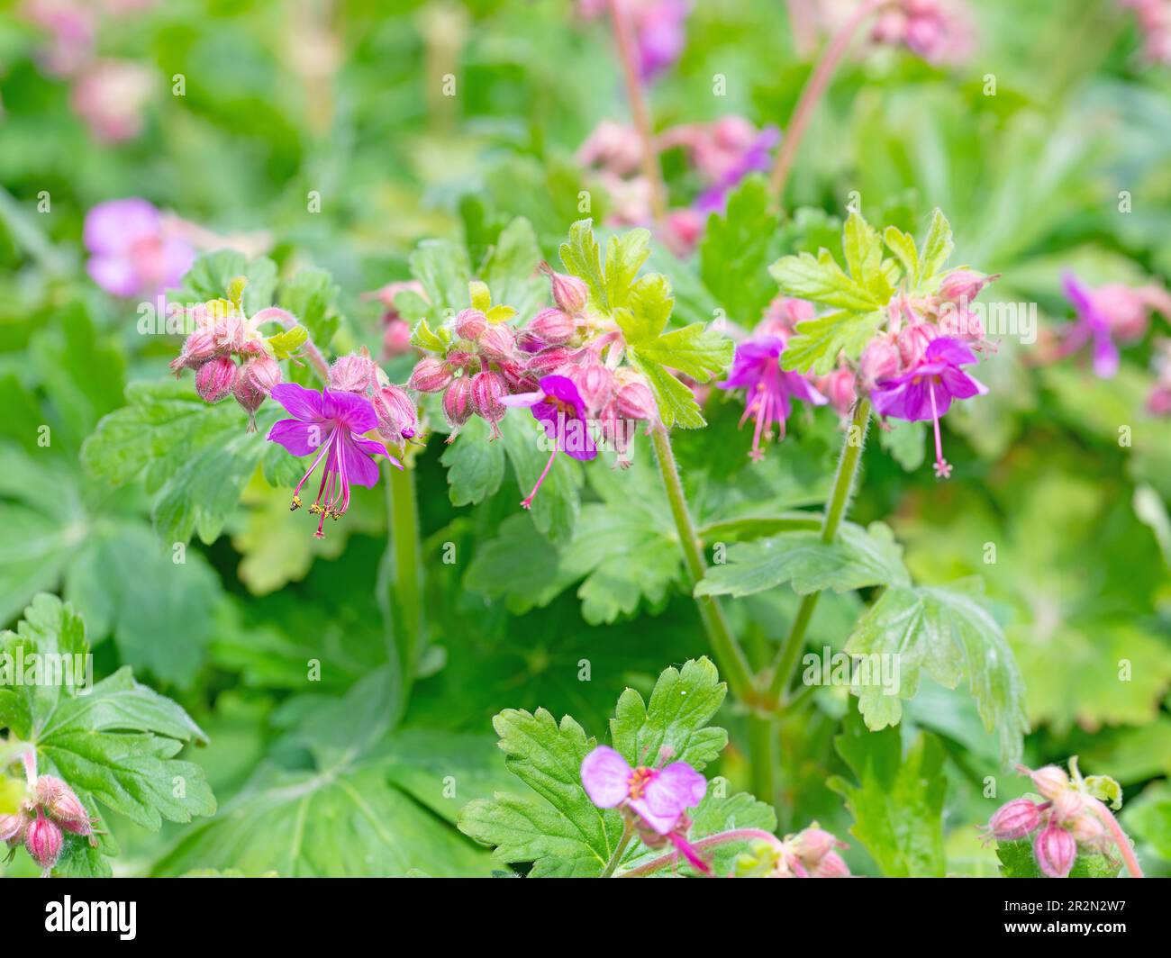 Fleur Cambridge Cranesbill au printemps Banque D'Images