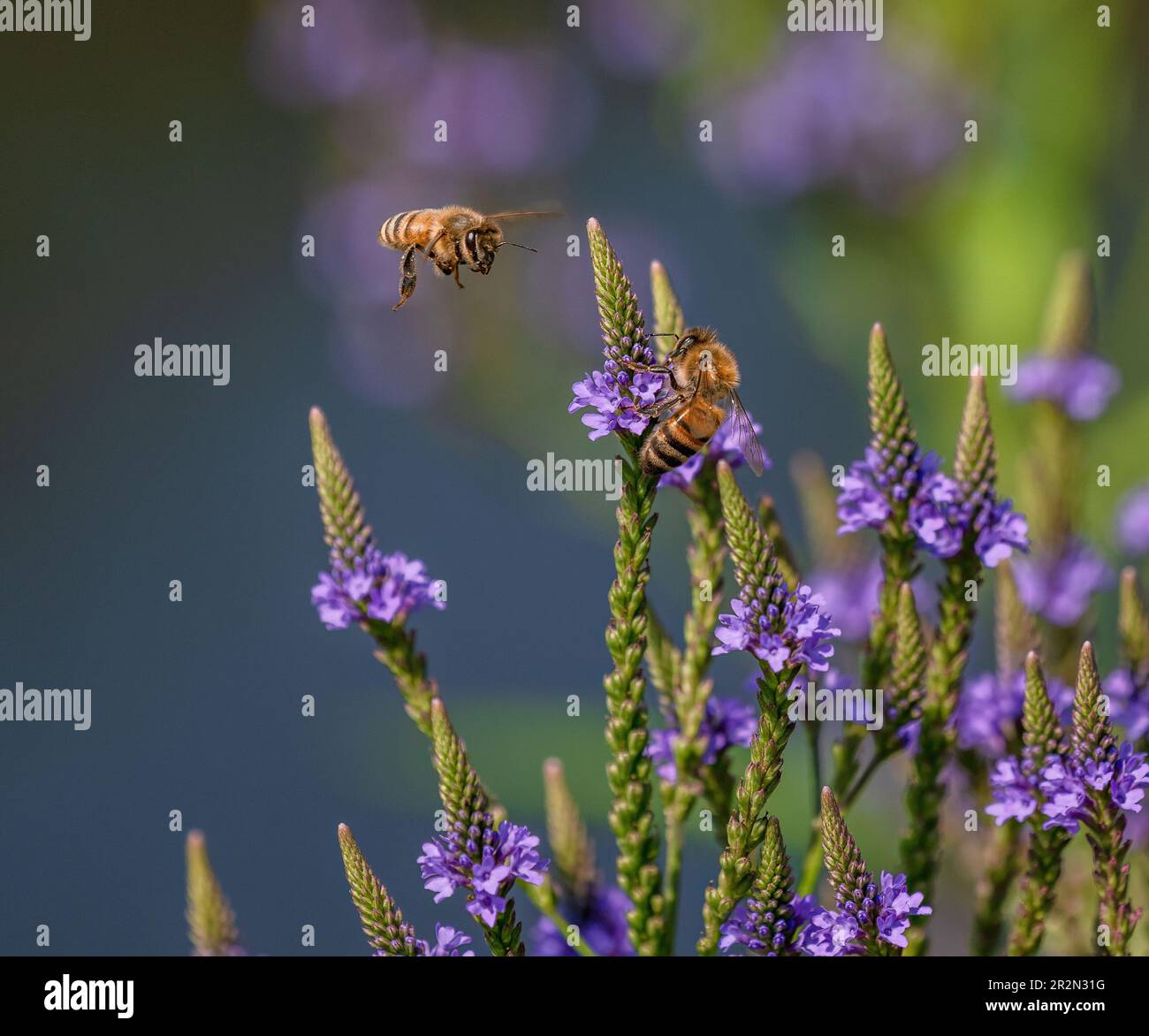 Deux abeilles, l'une en vol et l'autre en pollinisation sur le Vervin américain, également connu sous le nom de verveine bleue ou verveine marécageuse, croissant par un lac. Banque D'Images
