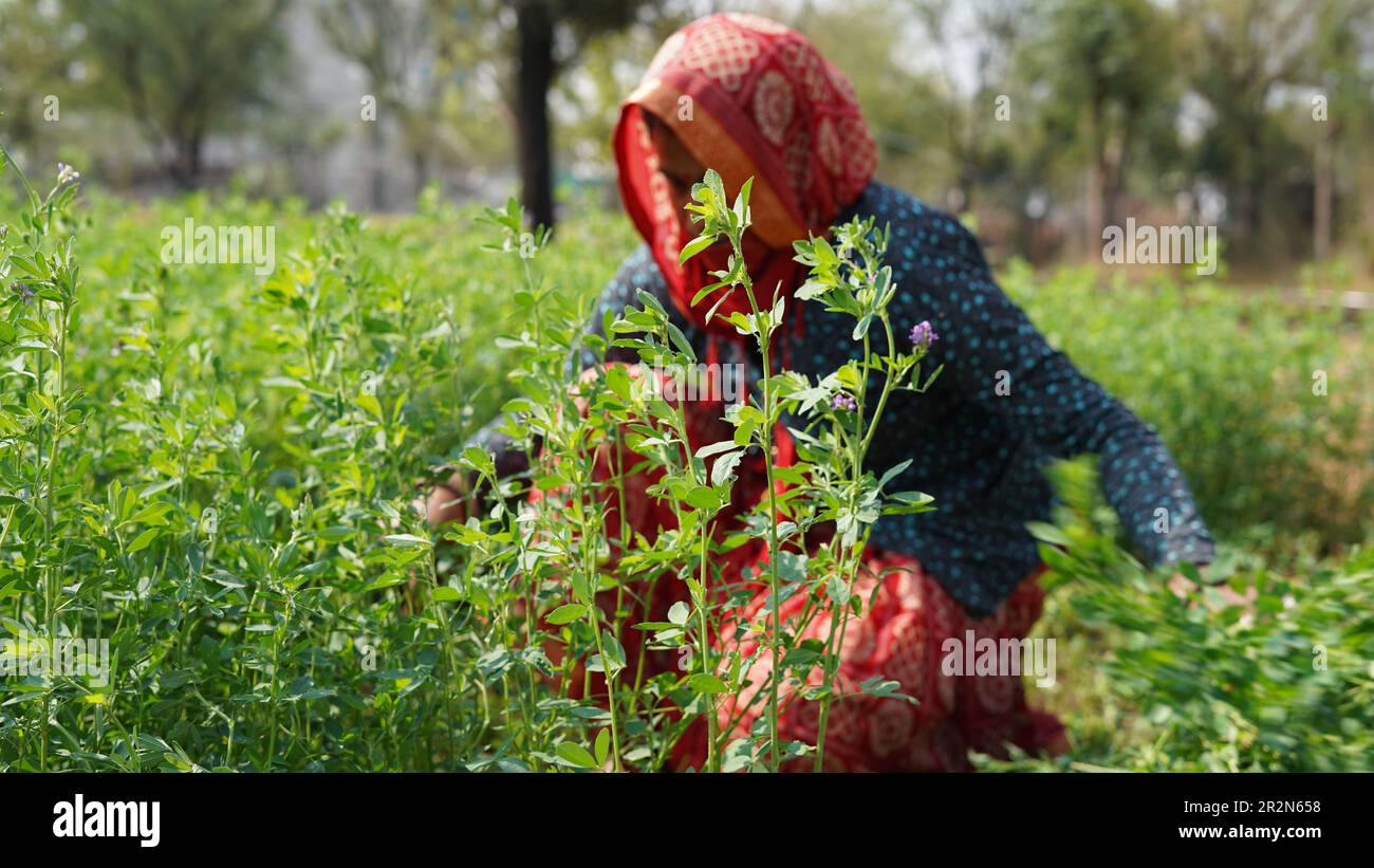 Femme travaillant dans un champ agricole avec des fleurs de luzerne, medicago sativa ou lucerne bleues, paysage rural lumineux de jour Banque D'Images