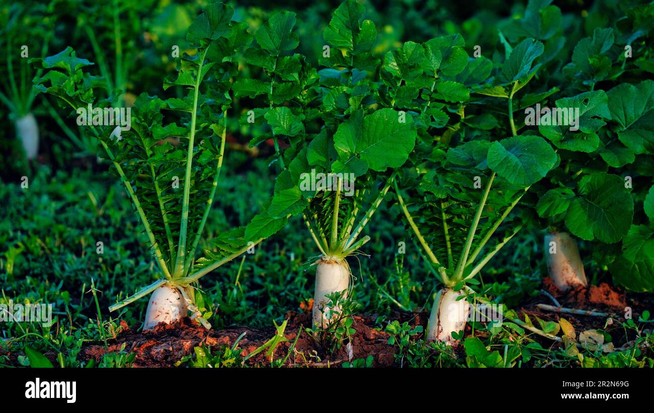 Radis blanc ou daikon, Daikon également connu sous le nom de radis blanc, radis d'hiver, chai tow ou chai tau. Banque D'Images