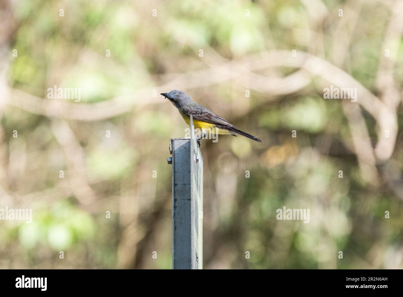 Oiseau tropical perché (Tyrannus melancholicus) au Panama Banque D'Images