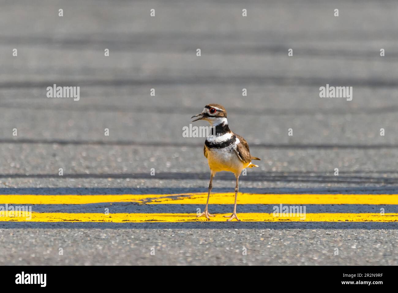 Un Killdeer debout sur la piste de Westfield International Airshow, base de la Garde nationale de Barnes Air, 12th mai 2023. Banque D'Images