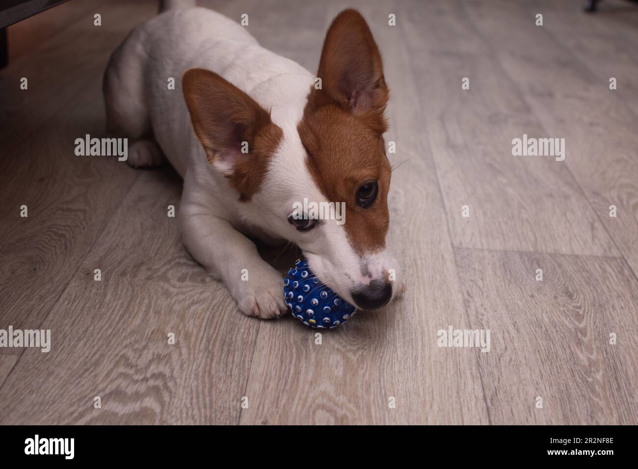 Le chien Jack Russell ronge sur une balle. gros plan. Banque D'Images