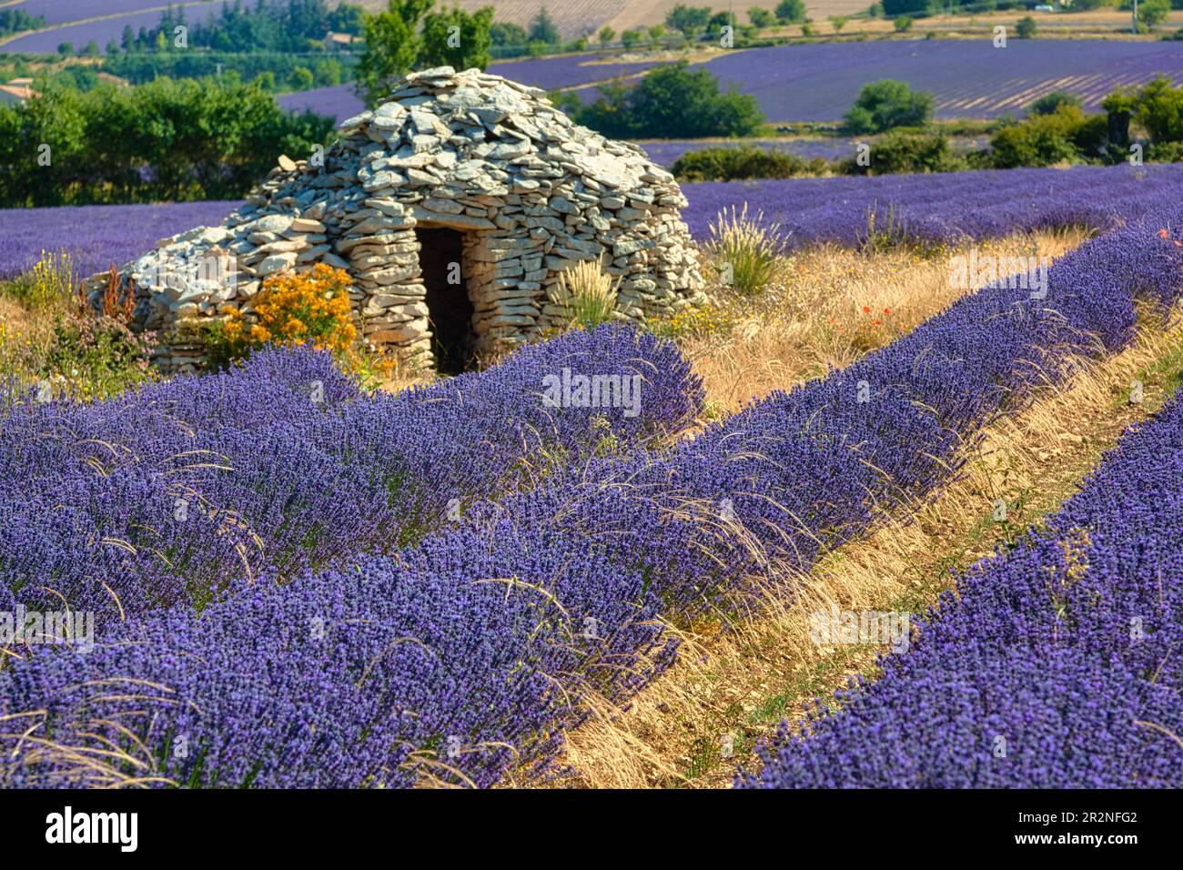 Borie sur le champ de lavande, Luberon, Département du Vaucluse dans la région Provence-Alpes-Côte d'Azur, Provence, France Banque D'Images