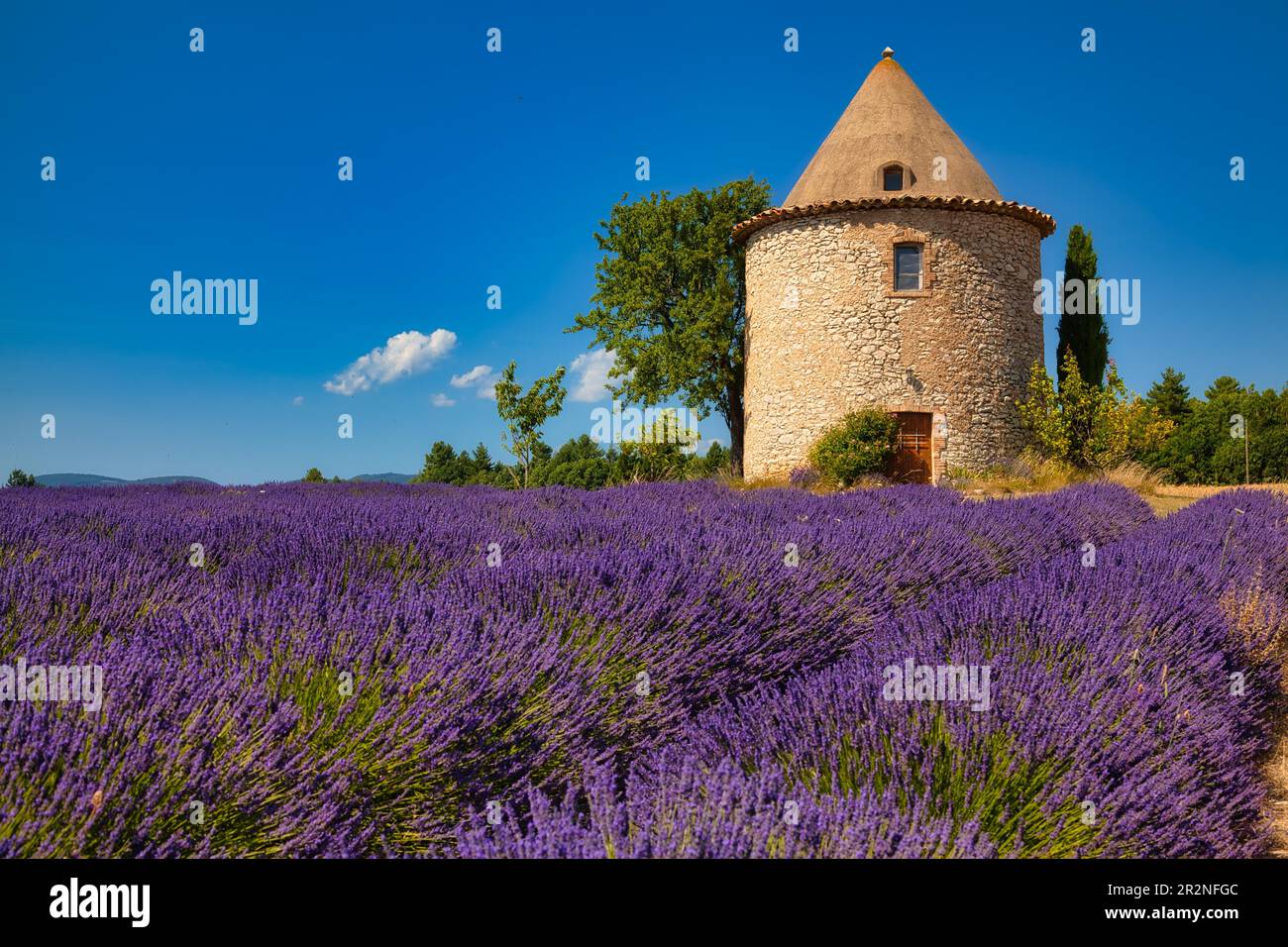 Tour sur le champ de lavande, Luberon, Département du Vaucluse dans la région Provence-Alpes-Côte d'Azur, Provence, France Banque D'Images