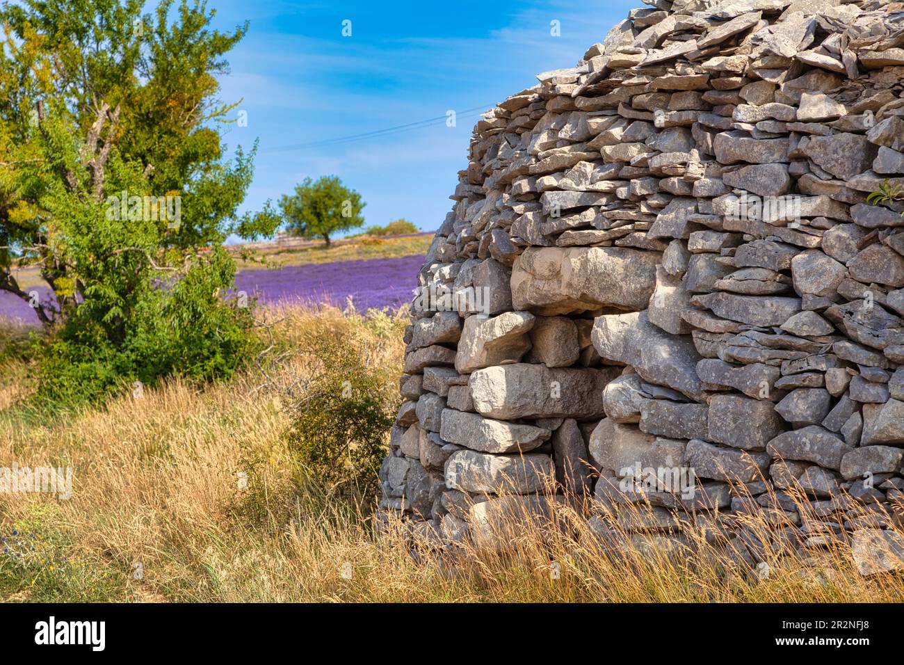 Borie sur le champ de lavande, Luberon, Département du Vaucluse dans la région Provence-Alpes-Côte d'Azur, Provence, France Banque D'Images