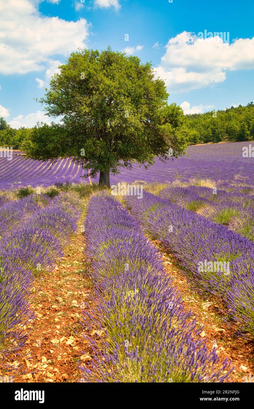 Arbre dans le domaine de la lavande, Luberon, département du Vaucluse en Provence-Alpes-Côte d'Azur, Provence, France Banque D'Images